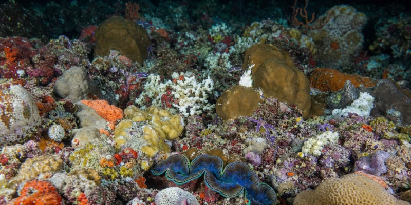 Pacific Seafloor So Densely Packed With Animals You Can’t See the Rock