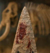 Ancient Maryland Spearhead Yields Mammoth Blood, Upending Eastern Shore History