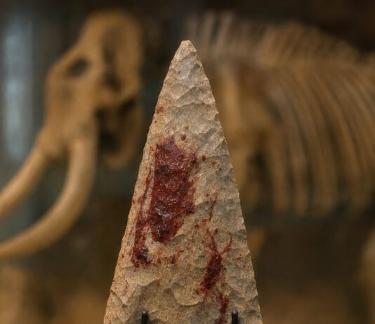 Ancient Maryland Spearhead Yields Mammoth Blood, Upending Eastern Shore History