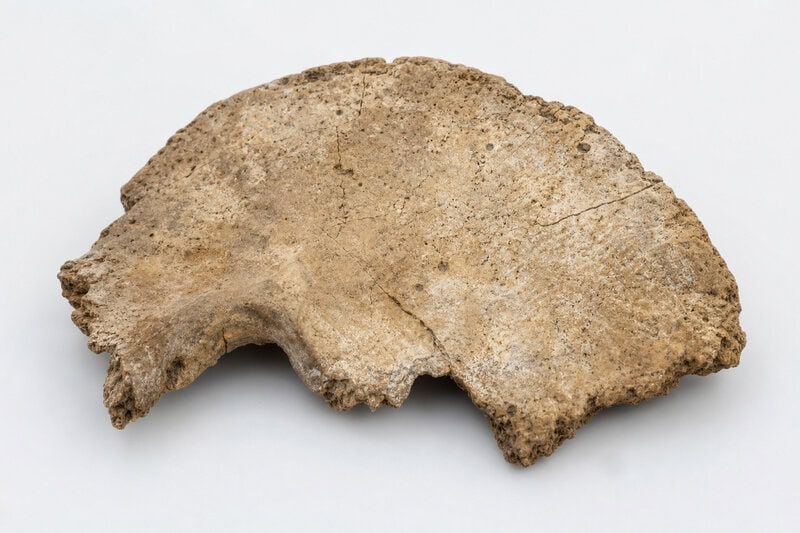 200,000-Year-Old Homo Skull Found in Spain Rewrites Iberian Prehistory