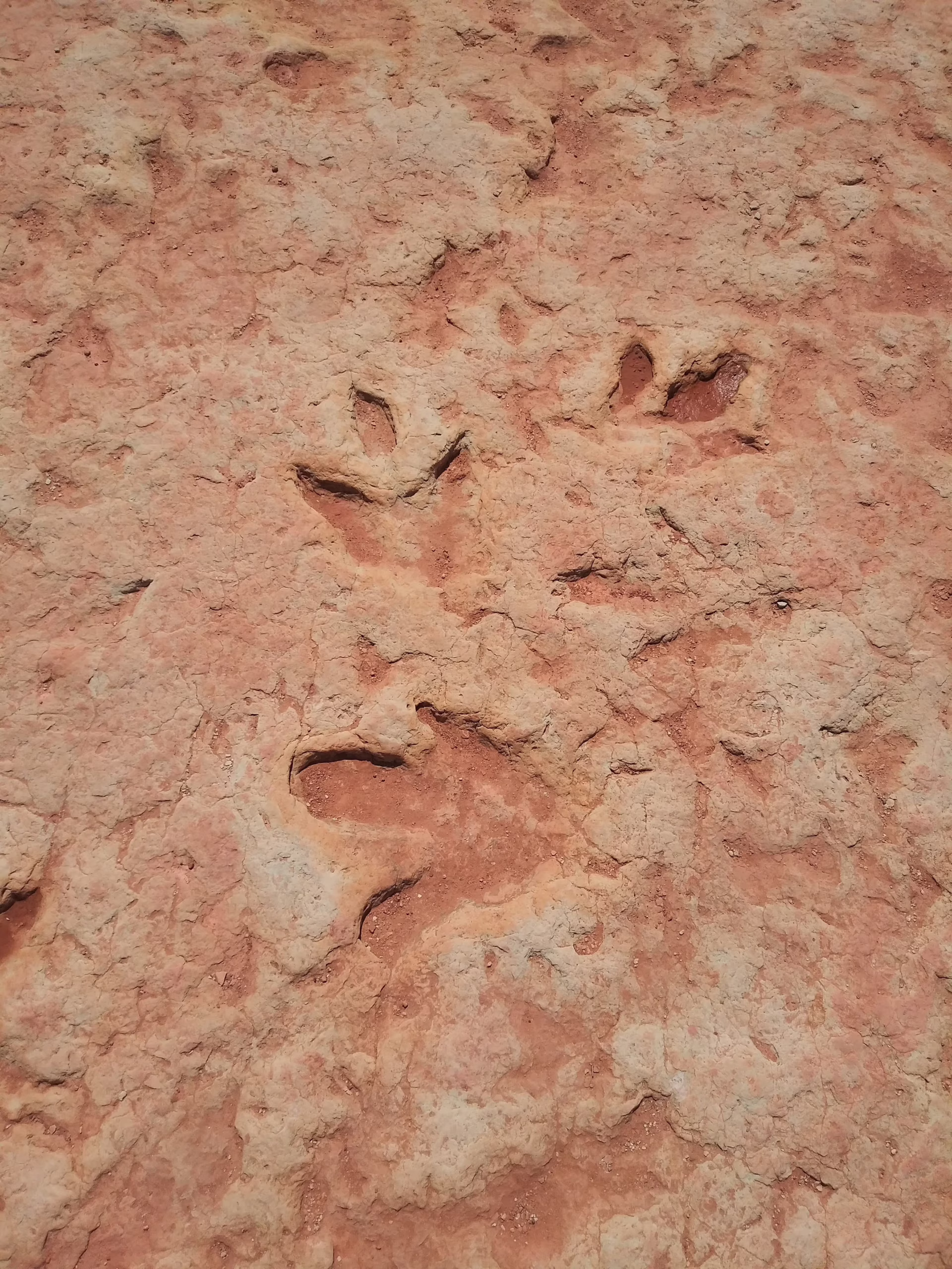 150-Million-Year-Old Sauropod Footprints Show a Limping Giant That Looped Back