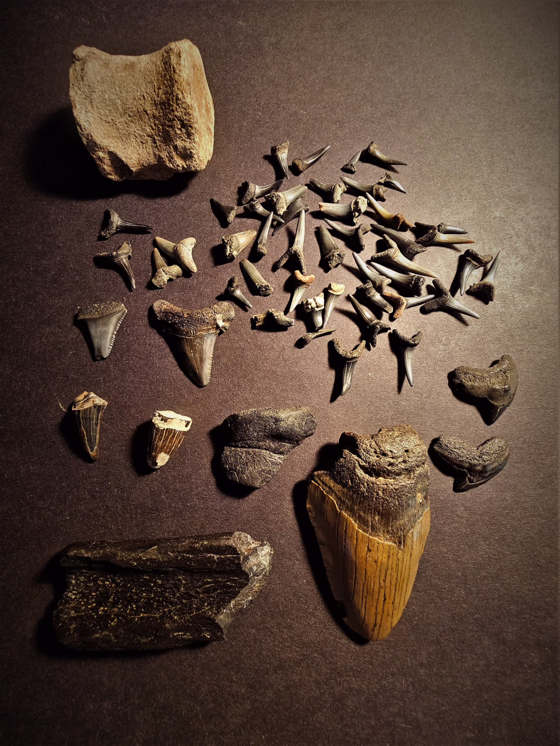 Maryland Amateur Fossil Hunter Gets a 15-Million-Year-Old Species Named for Him