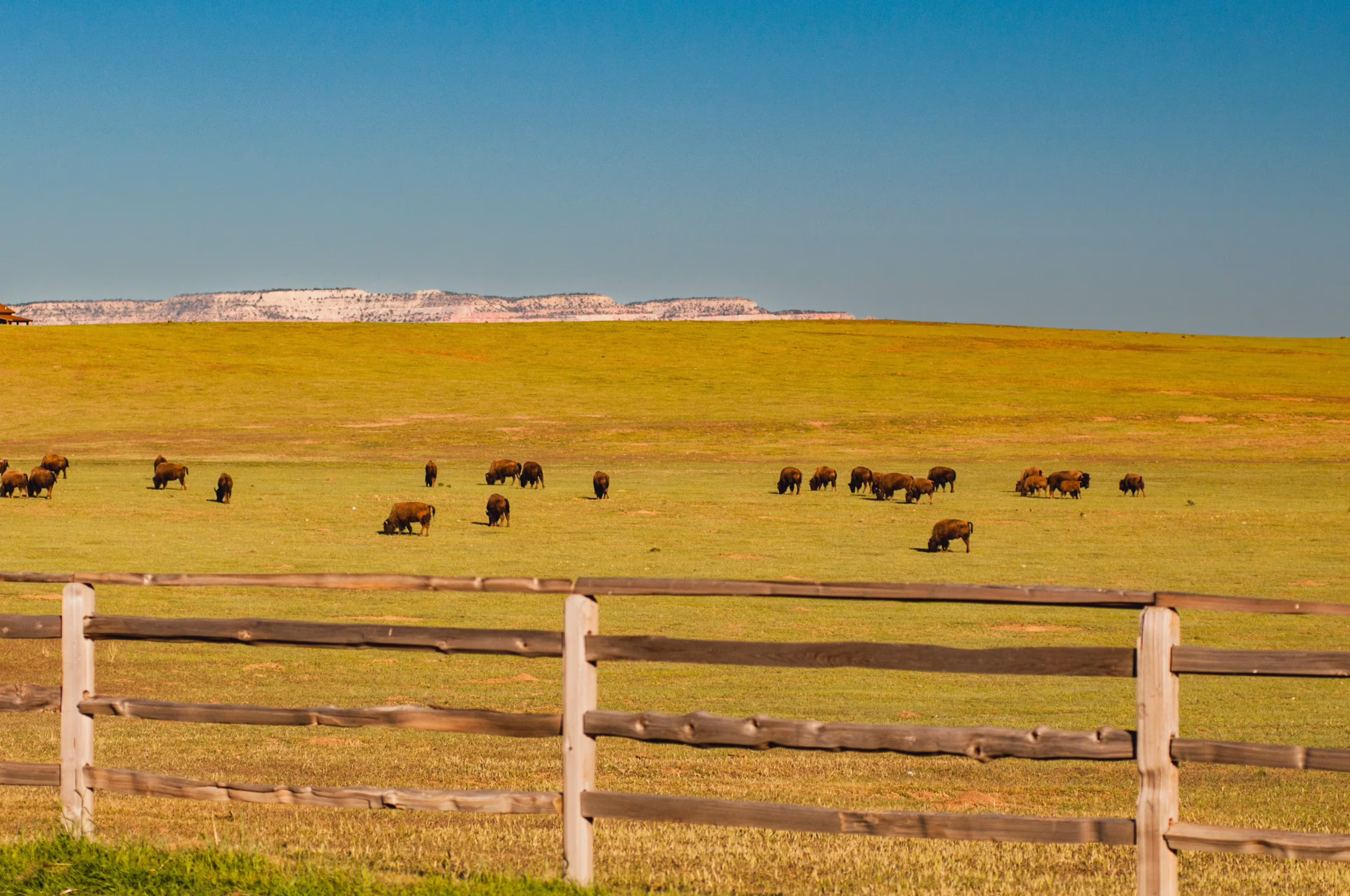 Ancient Bison DNA From 115 Genomes Exposes How Cattle Genes Invaded Modern Herds