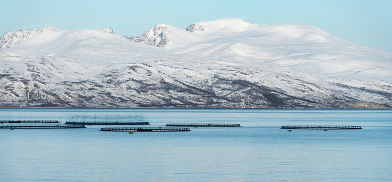 Why Japan Never Ate Raw Salmon Until Norway Sold Them the Idea in 1986