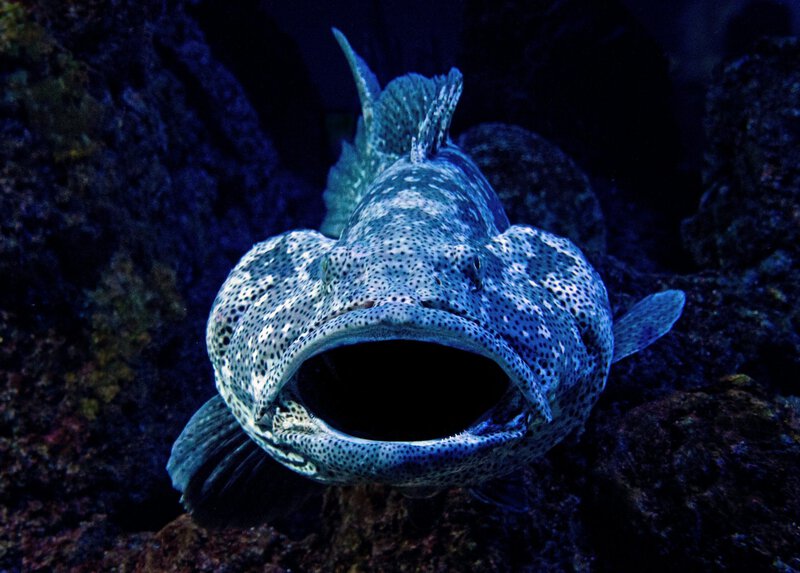 Deep-Sea Creatures That Survive Without Sunlight, Oxygen, or Food