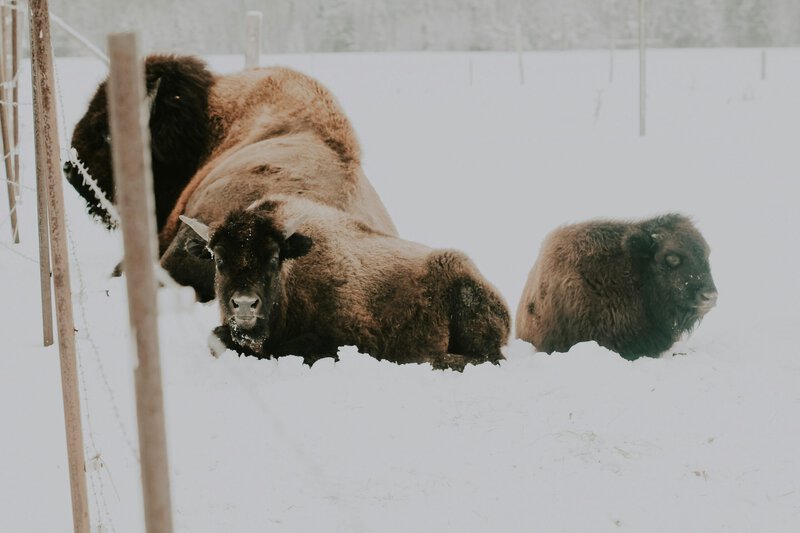Ancient Bison DNA From 115 Genomes Exposes How Cattle Genes Invaded Modern Herds