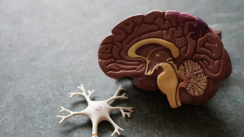 Your Brain’s Memory Hub Quietly Reorganizes Around Age 50, Science Finds