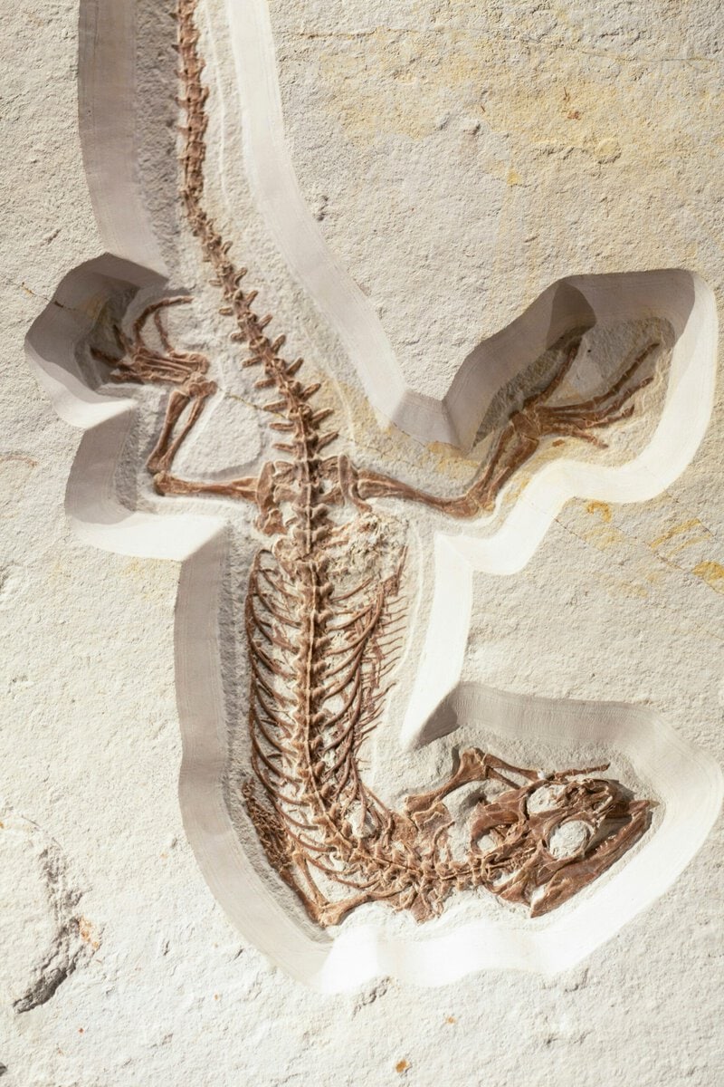 How Snakes Lost Their Legs: An 80-Million-Year-Old Fossil Shows the Transition