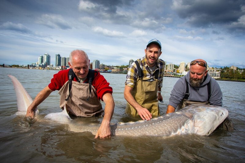 Michigan Lake Sturgeon May Live 400 Years — Oldest Vertebrate in North America