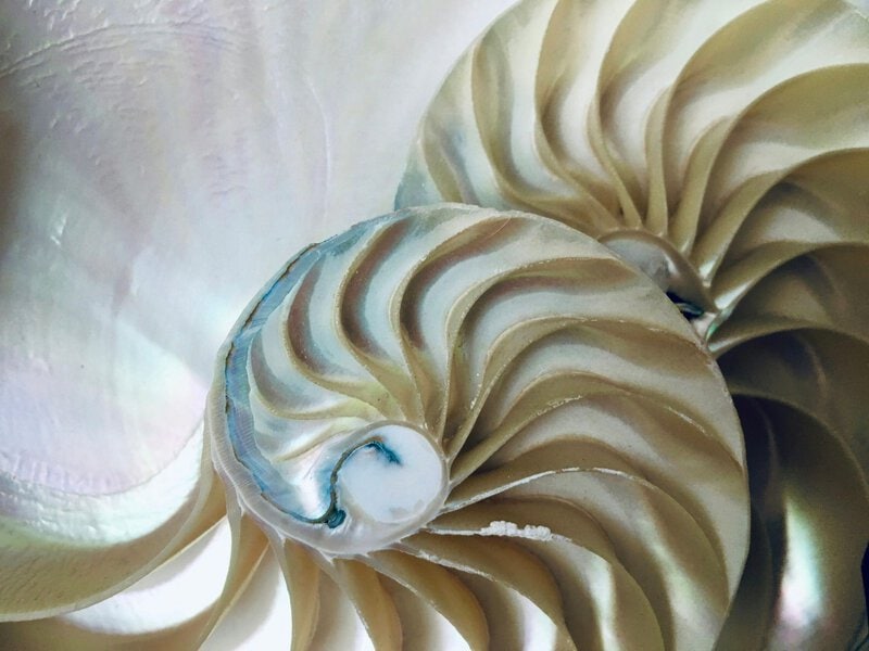 Early Cambrian Fossil Pushes Cephalopod Buoyancy Chamber Back 30 Million Years