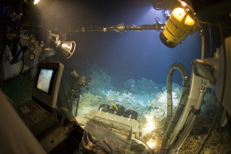 Deep-Sea Creatures That Survive Without Sunlight, Oxygen, or Food