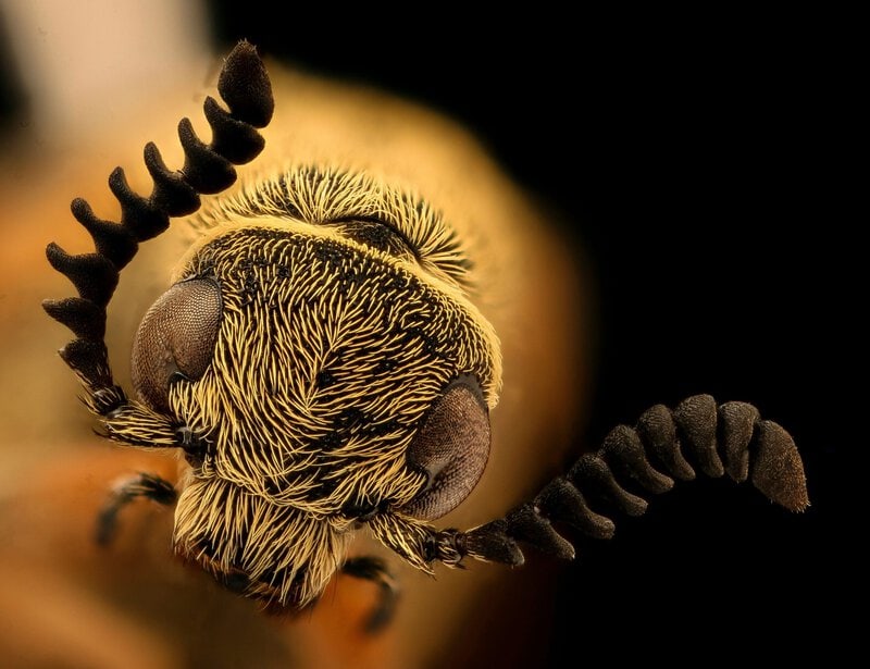 100-Million-Year-Old Beetle Fossil Proves Firefly Glow Evolved Far Earlier