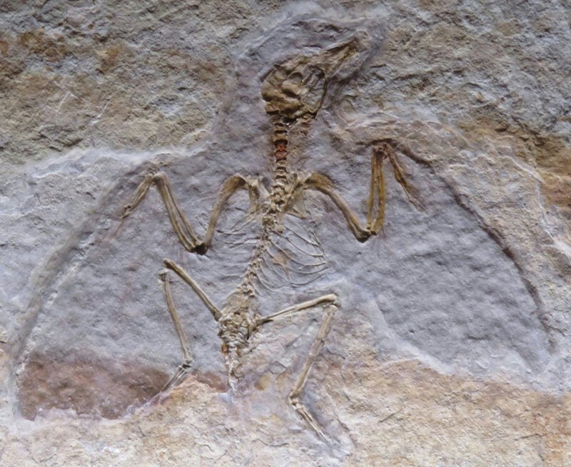 Ichthyosaur Fossil Caught Mid-Meal Eating a Pterosaur — Then Kronosaurus Struck
