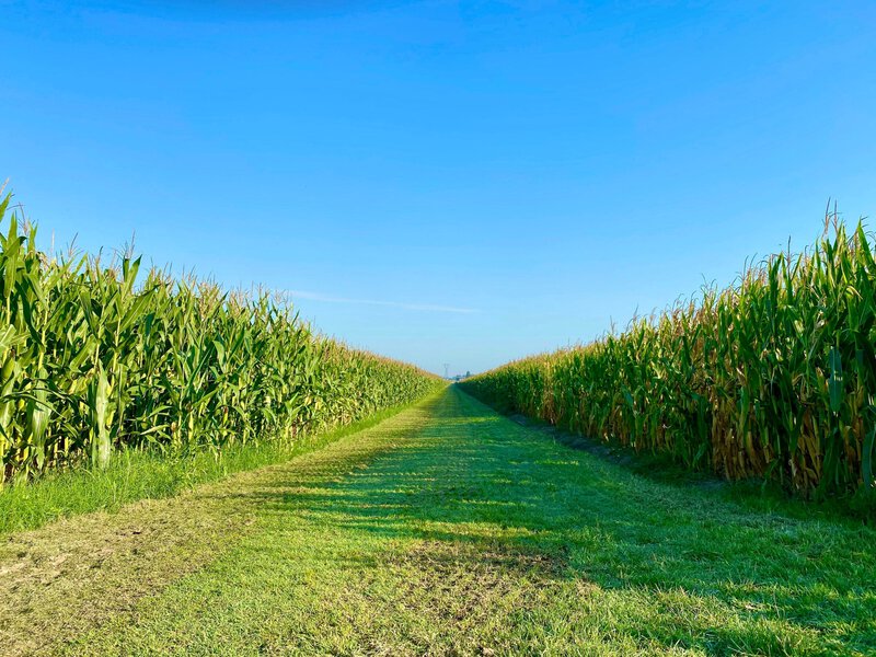 Midwest Named a Global Crop-Drought Hotspot — and the Stakes Are Enormous