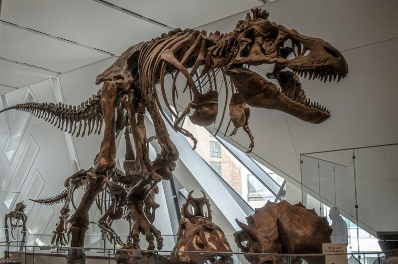 Dinosaur Discovery at Birchwood School Shows Why Fossil Awe Rewires Kids’ Brains