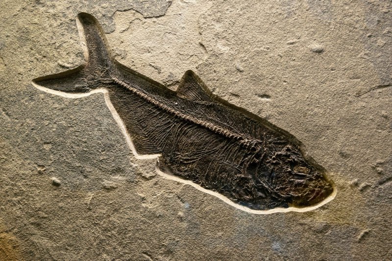 How to Fake a Fossil: Palaeontologists Reveal the Surprisingly Simple Method