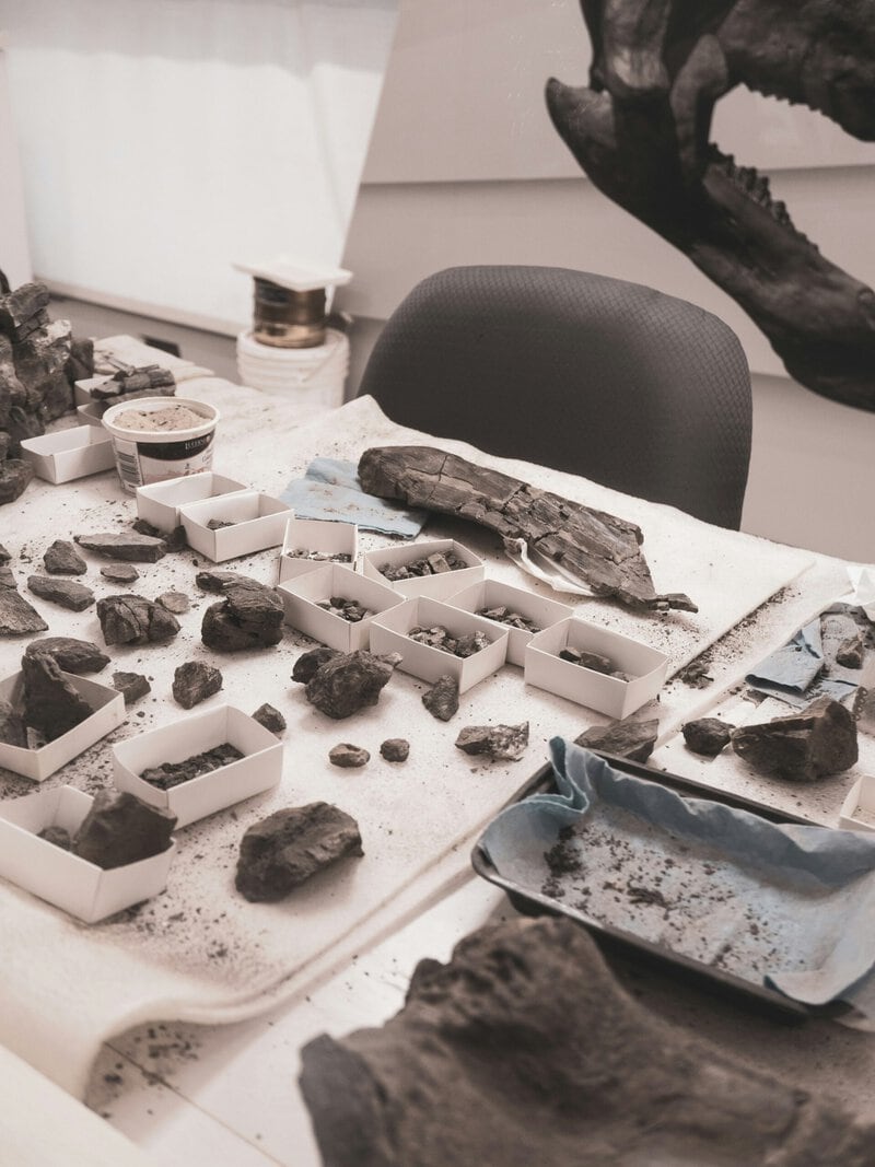 How to Fake a Fossil: Palaeontologists Reveal the Surprisingly Simple Method