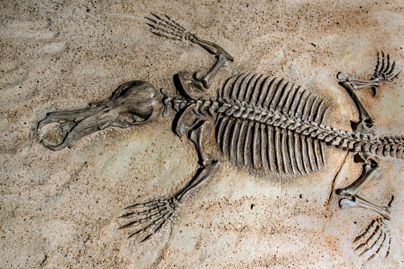 Gobi Desert Fossil Reshuffles the Mammal Family Tree After 40 Years