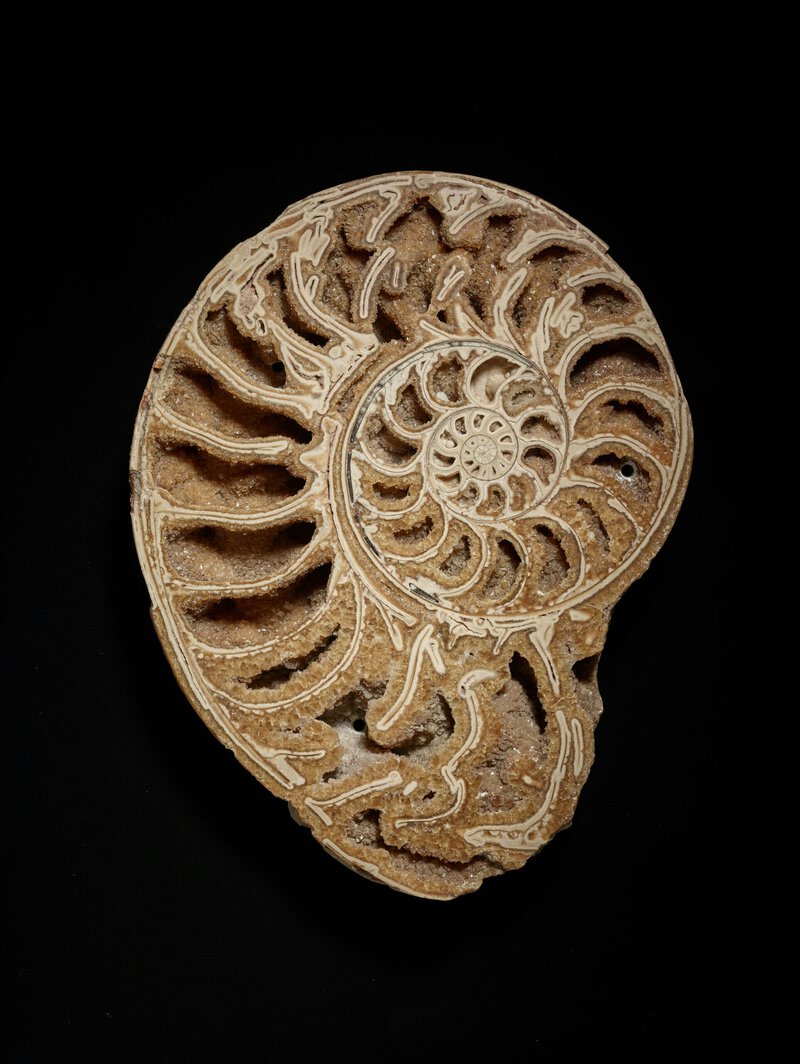 Early Cambrian Fossil Pushes Cephalopod Buoyancy Chamber Back 30 Million Years