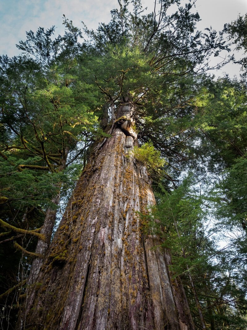 Ancient Tree Genetics: Why Population History Outweighs Age