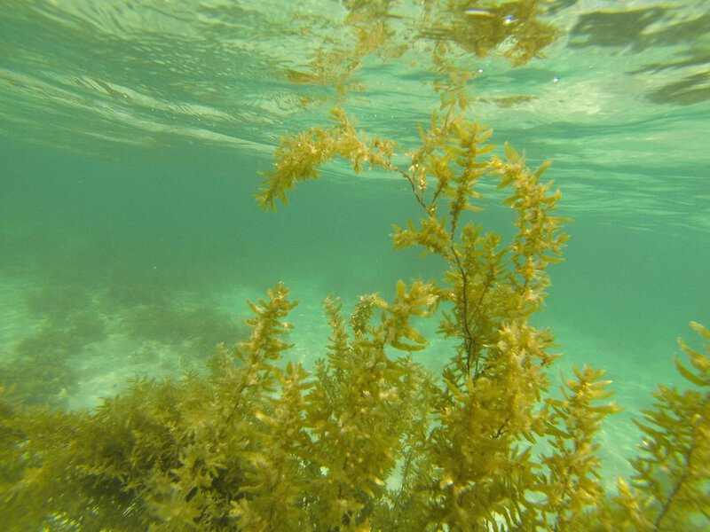 Satellites Map a 5,000-Mile Sargassum Belt Hidden Across the Atlantic