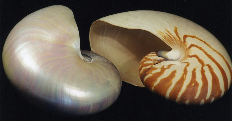Early Cambrian Fossil Pushes Cephalopod Buoyancy Chamber Back 30 Million Years