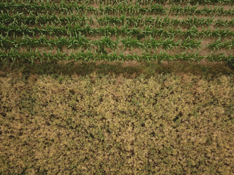 Midwest Named a Global Crop-Drought Hotspot — and the Stakes Are Enormous
