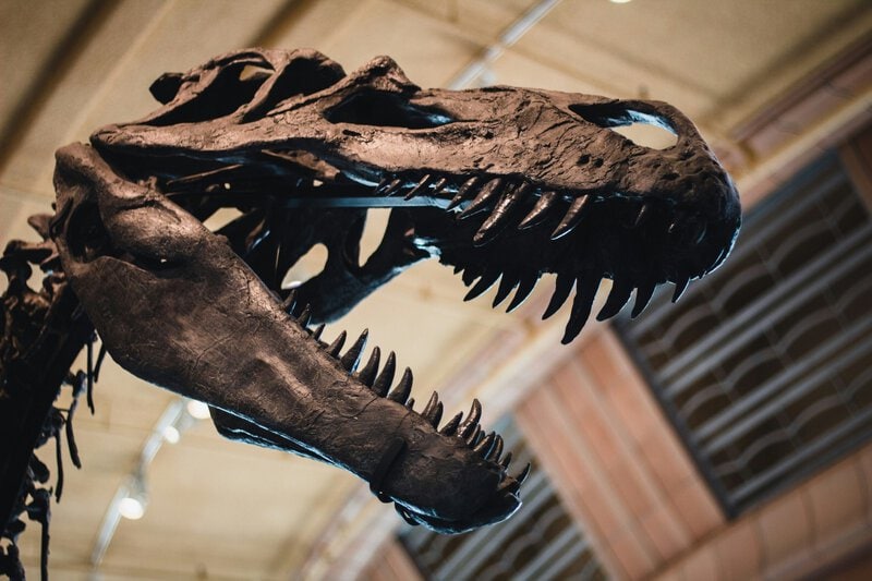 A T. rex Sprint Would Have Shattered Its Own Legs, Science Shows