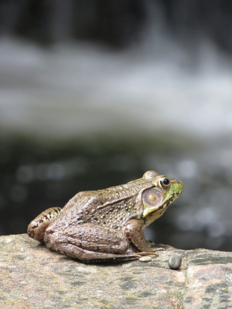 A New Frog Species Hid Undetected in NYC &mdash; and It’s Probably Not Alone