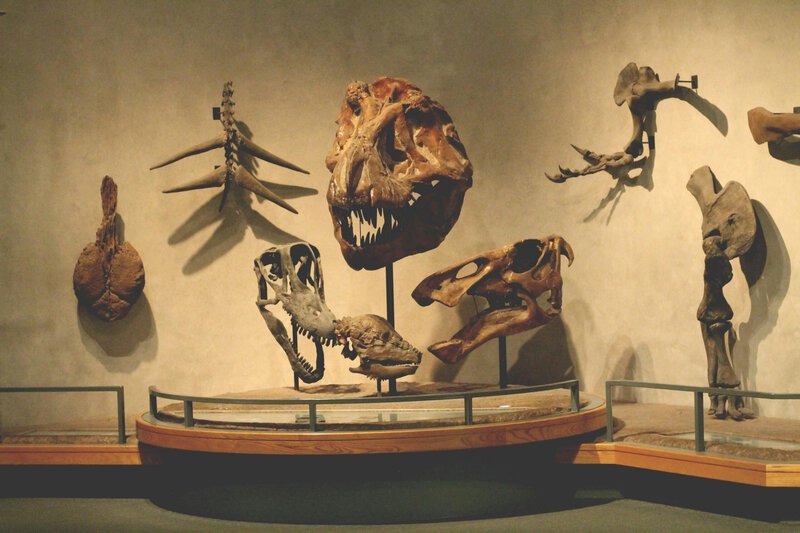 New Pennsylvania Dinosaur Species Found Mislabeled in Museum for Decades