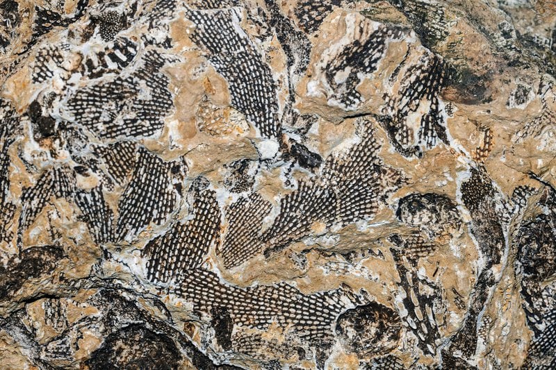 How Snakes Lost Their Legs: An 80-Million-Year-Old Fossil Shows the Transition