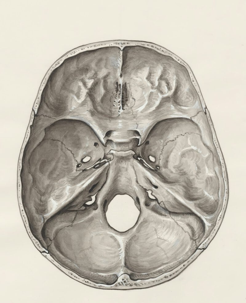 Cerebrum Is 85% of Brain Weight but Cerebellum Has 69 Billion Neurons