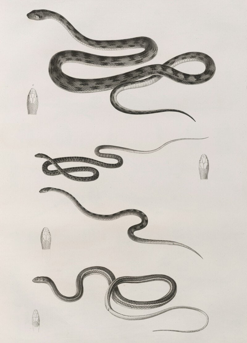How Snakes Lost Their Legs: An 80-Million-Year-Old Fossil Shows the Transition