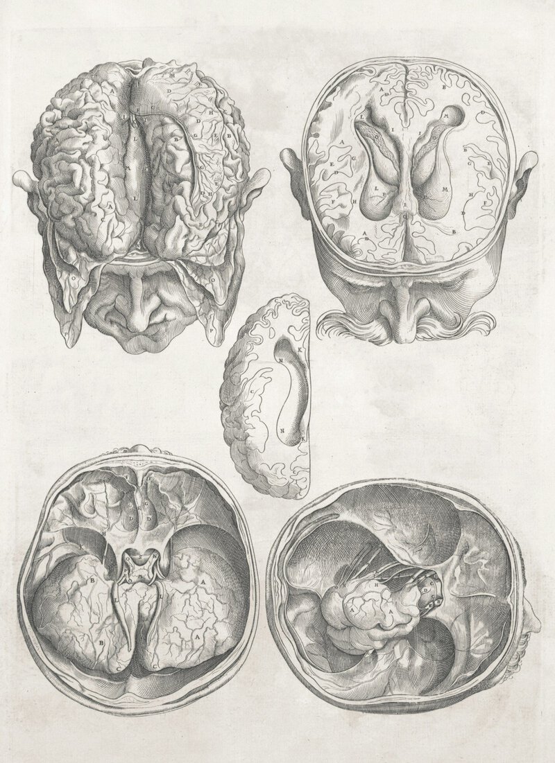Cerebrum Is 85% of Brain Weight but Cerebellum Has 69 Billion Neurons