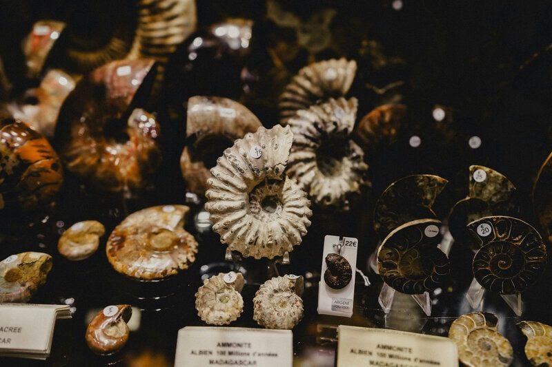 How to Fake a Fossil: Palaeontologists Reveal the Surprisingly Simple Method