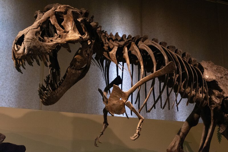 A T. rex Sprint Would Have Shattered Its Own Legs, Science Shows