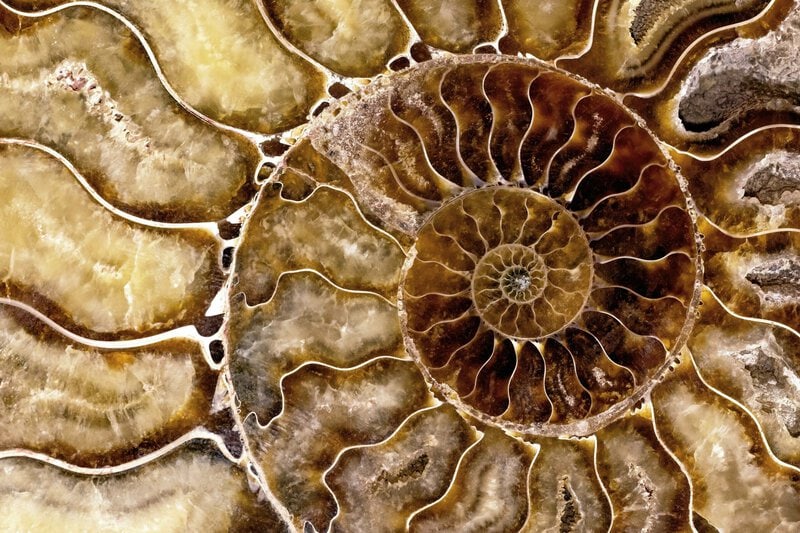 Early Cambrian Fossil Pushes Cephalopod Buoyancy Chamber Back 30 Million Years
