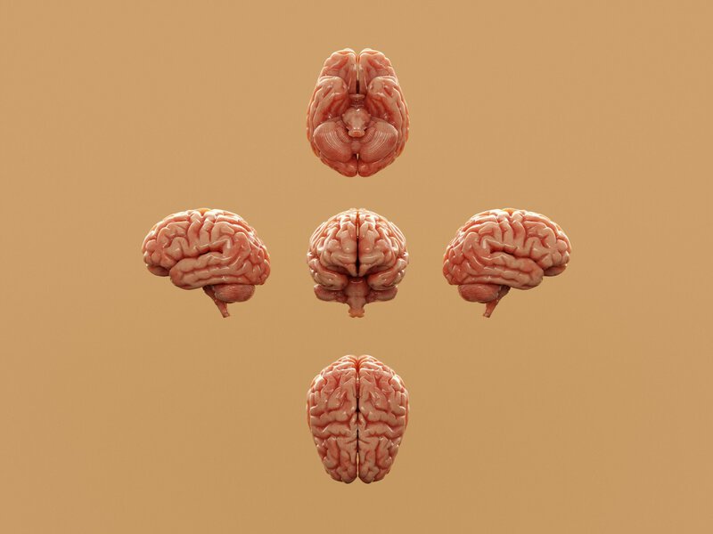Brain Hits a Biological Phase Shift Between 50 and 75, Study Finds
