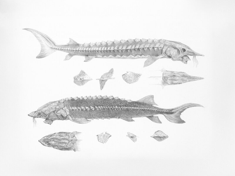 Michigan Lake Sturgeon May Live 400 Years — Oldest Vertebrate in North America