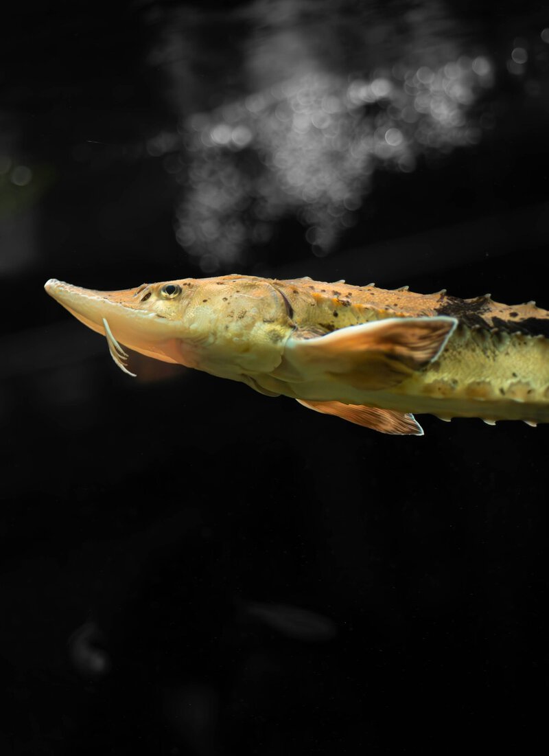 Michigan Lake Sturgeon May Live 400 Years — Oldest Vertebrate in North America