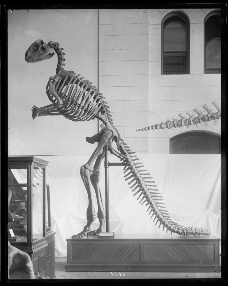 A T. rex Sprint Would Have Shattered Its Own Legs, Science Shows