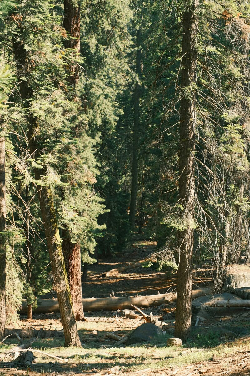 Ancient Tree Genetics: Why Population History Outweighs Age