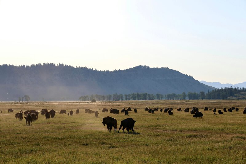 Ancient Bison DNA From 115 Genomes Exposes How Cattle Genes Invaded Modern Herds