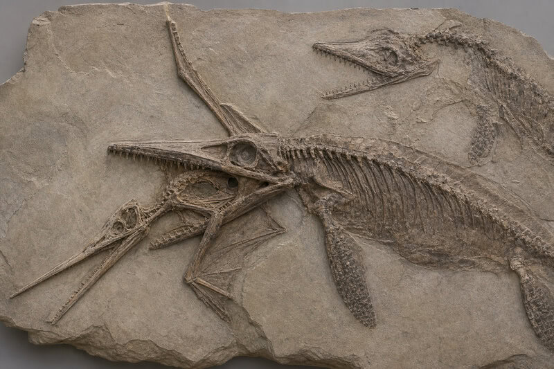 Ichthyosaur Fossil Caught Mid-Meal Eating a Pterosaur — Then Kronosaurus Struck