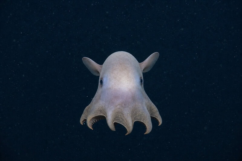 Dumbo Octopus Survives 4,000 Meters Down Where Pressure Would Crush Steel