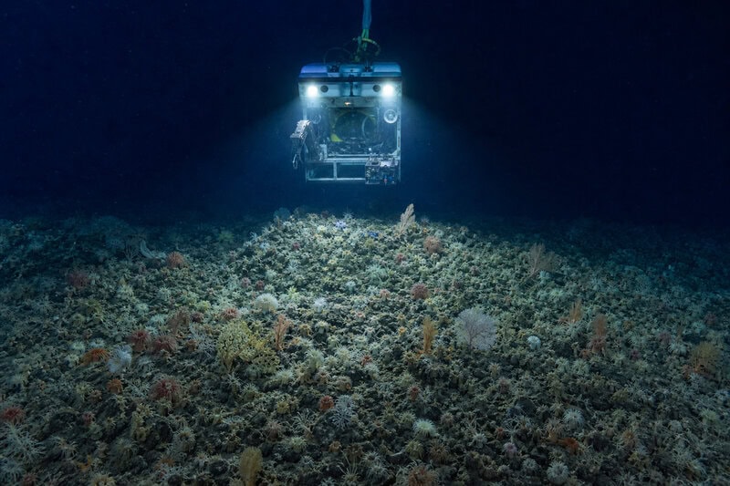 Pacific Seafloor So Densely Packed With Animals You Can’t See the Rock