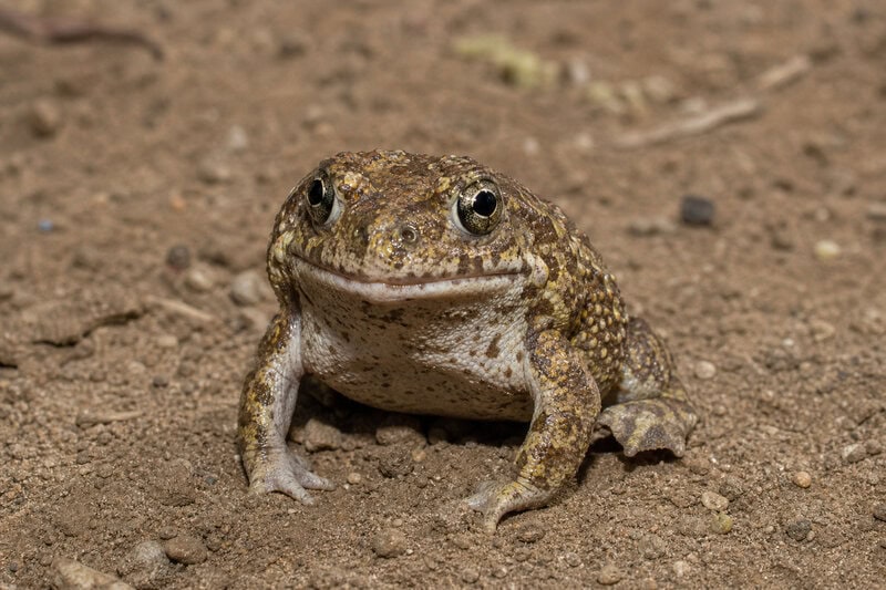 La Brea Tar Pits Reveals a New Ice Age Toad Species Hidden for 50,000 Years