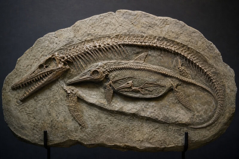 Pterosaur Inside an Ichthyosaur Inside a Pliosaur: One Fossil, Three Kills