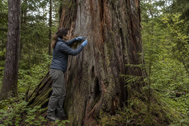 Ancient Tree Genetics: Why Population History Outweighs Age