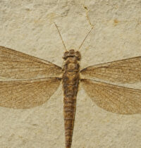Fossil Scans Push Insect Flight Origins Back 80 Million Years